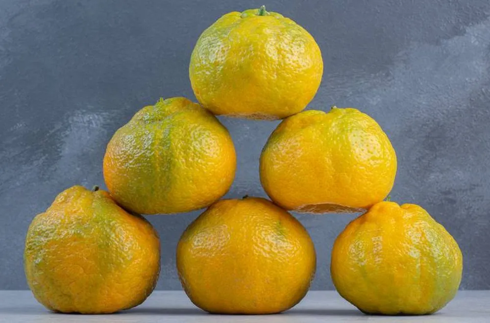 Citron Yuzu Pépinière Agrumes