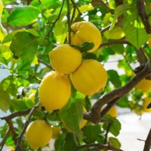 Citronnier