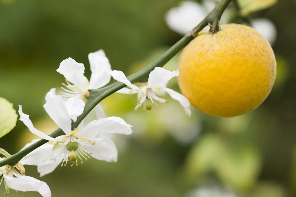 Fleurs Agrume rustique Pépinière Agrume