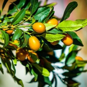 Kumquat