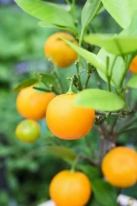 Orange Pépinière Agrume